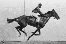 Muybridge's Race Horse, running backwards